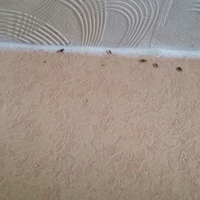 Выведение тараканов в квартире цена Киров