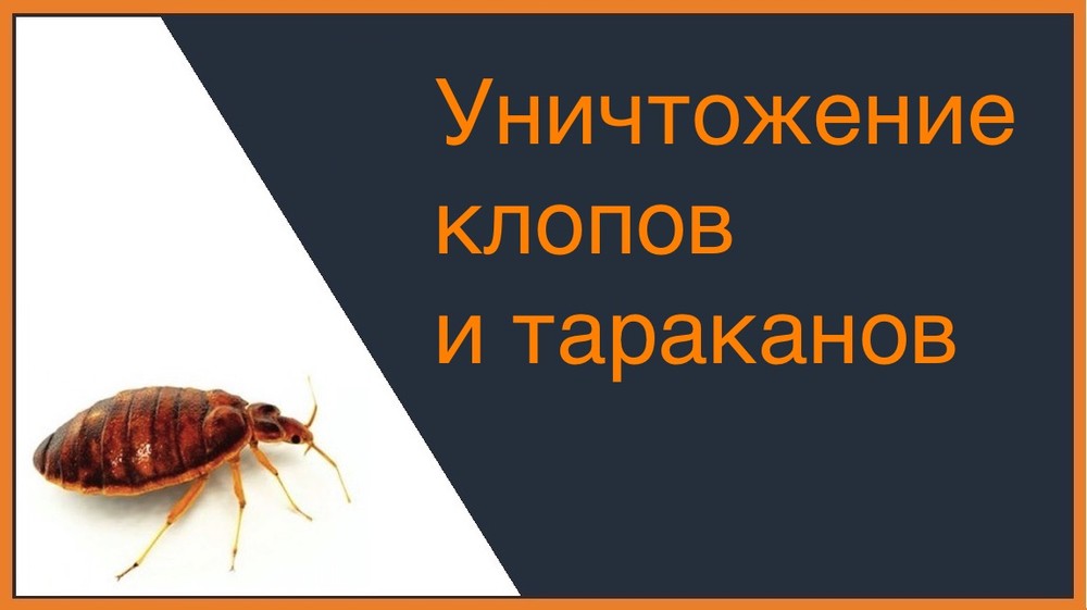 Уничтожение клопов и тараканов в Кирове