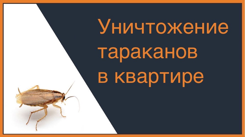 Уничтожение тараканов в квартире в Кирове