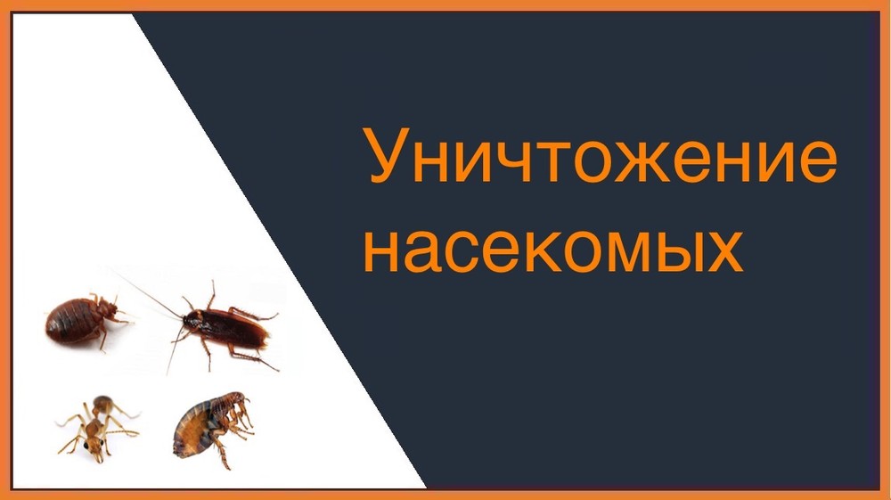 Уничтожение насекомых в Кирове