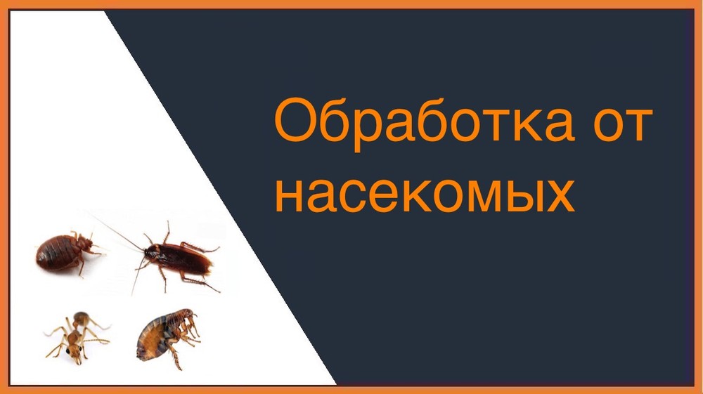 Обработка от насекомых в Кирове