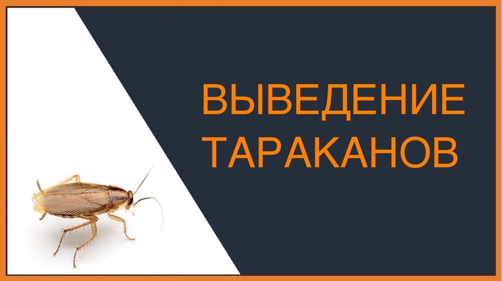 Выведение тараканов в Кирове