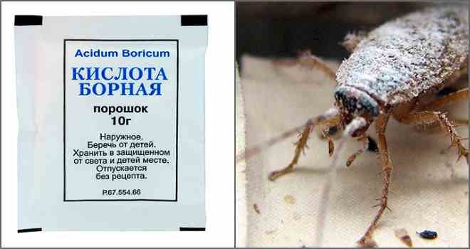 Борная кислота от тараканов – отзывы в Кирове