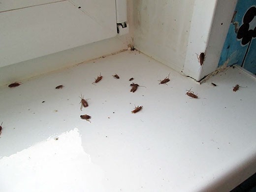 Дезинфекция от тараканов в Кирове – цены