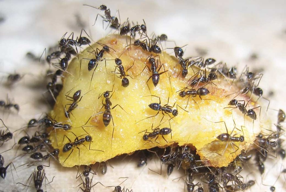Уничтожение муравьев в квартире в Кирове